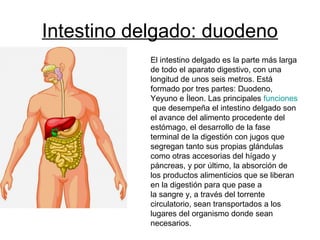 Intestino delgado: duodeno
El intestino delgado es la parte más larga
de todo el aparato digestivo, con una
longitud de unos seis metros. Está
formado por tres partes: Duodeno,
Yeyuno e Íleon. Las principales funciones
que desempeña el intestino delgado son
el avance del alimento procedente del
estómago, el desarrollo de la fase
terminal de la digestión con jugos que
segregan tanto sus propias glándulas
como otras accesorias del hígado y
páncreas, y por último, la absorción de
los productos alimenticios que se liberan
en la digestión para que pase a
la sangre y, a través del torrente
circulatorio, sean transportados a los
lugares del organismo donde sean
necesarios.
 