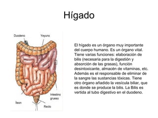 Hígado
El hígado es un órgano muy importante
del cuerpo humano. Es un órgano vital.
Tiene varias funciones: elaboración de
bilis (necesaria para la digestión y
absorción de las grasas), función
desintoxicante, almacén de vitaminas, etc.
Además es el responsable de eliminar de
la sangre las sustancias tóxicas. Tiene
otro órgano añadido la vesícula biliar, que
es donde se produce la bilis. La Bilis es
vertida al tubo digestivo en el duodeno.
 