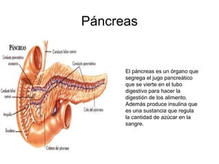 Páncreas
  
 
   
El páncreas es un órgano que
segrega el jugo pancreático
que se vierte en el tubo
digestivo para hacer la
digestión de los alimento.
Además produce insulina que
es una sustancia que regula
la cantidad de azúcar en la
sangre.
 