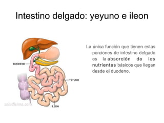 Intestino delgado: yeyuno e ileon
  
   
La única función que tienen estas
porciones de intestino delgado
es la absorción de los
nutrientes básicos que llegan
desde el duodeno,
 