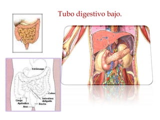 Tubo digestivo bajo.

 