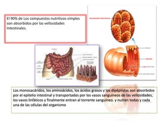El 90% de Los compuestos nutritivos simples
son absorbidos por las vellosidades
Intestinales.

Los monosacáridos, los aminoácidos, los ácidos grasos y los dipéptidos son absorbidos
por el epitelio intestinal y transportados por los vasos sanguíneos de las vellosidades,
los vasos linfáticos y finalmente entran al torrente sanguíneo. y nutren todas y cada
una de las células del organismo

 