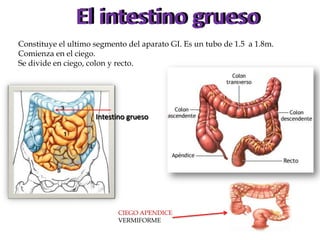 El intestino grueso
Constituye el ultimo segmento del aparato GI. Es un tubo de 1.5 a 1.8m.
Comienza en el ciego.
Se divide en ciego, colon y recto.

Intestino grueso

CIEGO APENDICE
VERMIFORME

 