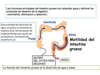 Las funciones principales del intestino grueso son absorber agua y eliminar los
productos de desecho de la digestión.
movimiento, eliminación y absorción.

Gran cantidad de absorción de
agua, el quimo se convierte en
materia fecal, fermentación de
materias fecales por acción de
las bacterias. Formación de
Fluido
vitamina K y B

Semifluido

QUIMO
DEL INTESTINO
DELGADO

Sólido

Motilidad del
intestino
grueso
HECES

La función del intestino grueso es la absorción de agua y sales

 
