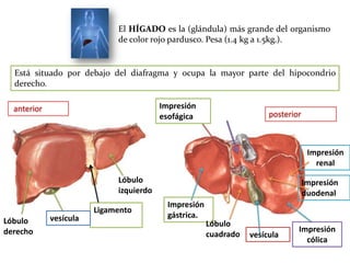 El HÍGADO es la (glándula) más grande del organismo
de color rojo pardusco. Pesa (1.4 kg a 1.5kg.).

Está situado por debajo del diafragma y ocupa la mayor parte del hipocondrio
derecho.
Impresión
esofágica

anterior

Lóbulo
caudado

posterior

Impresión
renal
Lóbulo
izquierdo
Lóbulo
derecho

vesícula

Ligamento
falciforme

Impresión
duodenal
Impresión
gástrica.

Lóbulo
cuadrado

vesícula

Impresión
cólica

 