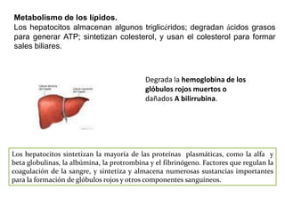 Metabolismo de los lípidos.
Los hepatocitos almacenan algunos triglicéridos; degradan ácidos grasos
para generar ATP; sintetizan colesterol, y usan el colesterol para formar
sales biliares.

Degrada la hemoglobina de los
glóbulos rojos muertos o
dañados A bilirrubina.

Los hepatocitos sintetizan la mayoría de las proteínas plasmáticas, como la alfa y
beta globulinas, la albúmina, la protrombina y el fibrinógeno. Factores que regulan la
coagulación de la sangre, y sintetiza y almacena numerosas sustancias importantes
para la formación de glóbulos rojos y otros componentes sanguíneos.

 