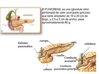 El PÁNCREAS, es una (glándula retro
peritoneal) de color sonrosado grisáceo
que tiene alrededor de 10 a 20 cm de
largo, y 2.5 a 5 cm de ancho, pesa
aproximadamente 60 g.

Esfínter
pancreático

cuerpo

cola

cuello

Conducto
accesorio

Conducto
cabeza pancreático principal

colédoco

 