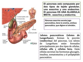 El páncreas está compuesto por
dos tipos de tejido glandular,
uno exocrino y uno endocrino.
El páncreas ES UNA GLÁNDULA
MIXTA . exocrina y endócrina.
Páncreas exocrino secreta jugo
pancreático, tiene la enzima, amilasa
pancreática, que digiere el almidón.

islotes pancreáticos (islotes de
Langerhans), forman la porción
(endócrina) del páncreas. Los islotes
de
Langerhans
están
formados
principalmente por dos tipos de células,
células alfa y células beta. Estás
células secretan las hormonas glucagón,
insulina, somatostatina y el polipéptido
pancreático.

 