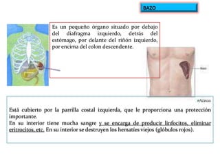 BAZO

Es un pequeño órgano situado por debajo
del diafragma izquierdo, detrás del
estómago, por delante del riñón izquierdo,
por encima del colon descendente.

Está cubierto por la parrilla costal izquierda, que le proporciona una protección
importante.
En su interior tiene mucha sangre y se encarga de producir linfocitos, eliminar
eritrocitos, etc. En su interior se destruyen los hematíes viejos (glóbulos rojos).

 