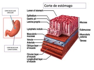 Corte de estómago
CAPA MUSCULAR
CIRCULAR

CAPA MUSCULAR
LONGITUDINAL

 
