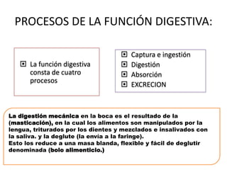 PROCESOS DE LA FUNCIÓN DIGESTIVA:

 La función digestiva
consta de cuatro
procesos






Captura e ingestión
Digestión
Absorción
EXCRECION

La digestión mecánica en la boca es el resultado de la
(masticación), en la cual los alimentos son manipulados por la
lengua, triturados por los dientes y mezclados e insalivados con
la saliva. y la deglute (la envía a la faringe).
Esto los reduce a una masa blanda, flexible y fácil de deglutir
denominada (bolo alimenticio.)

 
