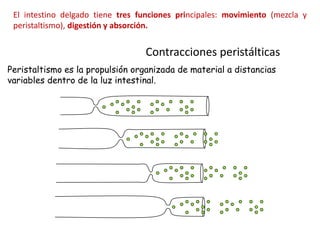 El intestino delgado tiene tres funciones principales: movimiento (mezcla y
peristaltismo), digestión y absorción.

Contracciones peristálticas
Peristaltismo es la propulsión organizada de material a distancias
variables dentro de la luz intestinal.

 