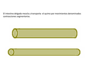 El intestino delgado mezcla y transporta el quimo por movimientos denominados
contracciones segmentarias.

 