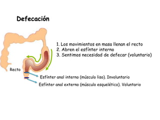 Defecación

1. Los movimientos en masa llenan el recto
2. Abren el esfínter interno
3. Sentimos necesidad de defecar (voluntario)
Recto
Esfínter anal interno (músculo liso). Involuntario
Esfínter anal externo (músculo esquelético). Voluntario

 