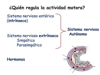 ¿Quién regula la actividad motora?
Sistema nervioso entérico
(intrínseco)

Sistema nervioso extrínseco
Simpático
Parasimpático
Hormonas

Sistema nervioso
entérico=intrínseco

Sistema nervioso
Autónomo

 