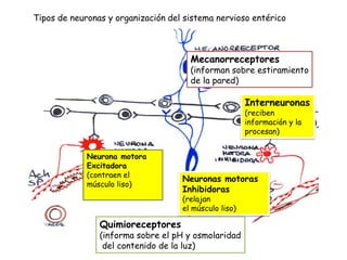 Tipos de neuronas y organización del sistema nervioso entérico

Mecanorreceptores

(informan sobre estiramiento
de la pared)

Interneuronas
(reciben
información y la
procesan)
Neurona motora
Excitadora
(contraen el
músculo liso)

Neuronas motoras
Inhibidoras
(relajan
el músculo liso)

Quimioreceptores

(informa sobre el pH y osmolaridad
del contenido de la luz)

 
