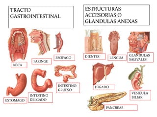 TRACTO
GASTROINTESTINAL

ESOFAGO

ESTRUCTURAS
ACCESORIAS O
GLANDULAS ANEXAS

DIENTES

LENGUA

FARINGE

GLANDULAS
SALIVALES

BOCA

INTESTINO
GRUESO
ESTOMAGO

HIGADO
VESICULA
BILIAR

INTESTINO
DELGADO
PANCREAS

 