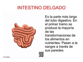 INTESTINO DELGADO
● Es la parte más larga
del tubo digestivo. En
el primer tramo se
produce la mayoría
de las
transformaciones de
los alimentos en
nutrientes. Pasan a la
sangre a través de
sus paredes.
 