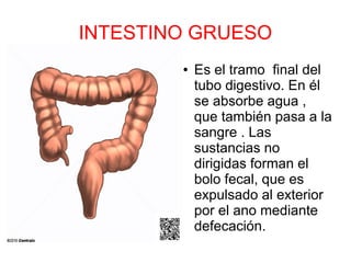 INTESTINO GRUESO
● Es el tramo final del
tubo digestivo. En él
se absorbe agua ,
que también pasa a la
sangre . Las
sustancias no
dirigidas forman el
bolo fecal, que es
expulsado al exterior
por el ano mediante
defecación.
 