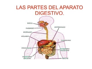 LAS PARTES DEL APARATO
DIGESTIVO.
 