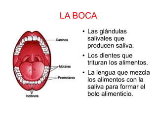 LA BOCA
● Las glándulas
salivales que
producen saliva.
● Los dientes que
trituran los alimentos.
● La lengua que mezcla
los alimentos con la
saliva para formar el
bolo alimenticio.
 