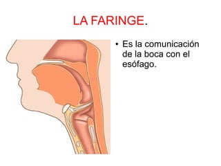 LA FARINGE.
● Es la comunicación
de la boca con el
esófago.
 