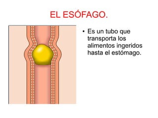 EL ESÓFAGO.
● Es un tubo que
transporta los
alimentos ingeridos
hasta el estómago.
 