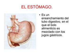 EL ESTÓMAGO.
● Es un
ensanchamiento del
tubo digestivo, en el
que el bolo
alimenticio es
mezclado con los
jugos gástricos.
 