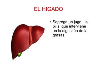 EL HIGADO
● Segrega un jugo , la
bilis, que interviene
en la digestión de la
grasas.
 