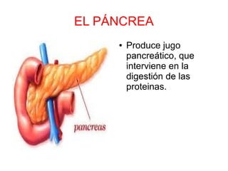 EL PÁNCREA
● Produce jugo
pancreático, que
interviene en la
digestión de las
proteinas.
 
