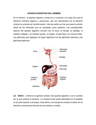                            APARATO DIGESTIVO DEL HOMBRE<br />11106152361565En el hombre , el aparato digestivo consta de un conducto a lo largo del cual se disponen diversos órganos y estructuras, que son atravesados por el alimento durante su proceso de transformación, más las partes por las que pasa la porción sólida de los alimentos que es expulsada como desecho. Los constituyentes básicos del aparato digestivo humano son la boca, la faringe, el esófago, el intestino delgado y el intestino grueso, el hígado, el páncreas y la vesícula biliar. Las glándulas que segregan los jugos digestivos son las glándulas salivares y las glándulas gástricas.<br />LA   BOCA : conforma la apertura anterior del aparato digestivo y es la cavidad por la que penetra el alimento. La cavidad bucal queda delimitada por el paladar en la parte superior y la lengua. Esta última, se encarga de mezclar la saliva con el alimento, previamente triturado por los dientes y muelas.<br />LA   FARINGE: es un conducto muscular membranoso que comunica la boca con el esófago. Su función es importante tanto en el sistema digestivo como en el respiratorio, por ello, pasan a través de el tanto aire como alimentos.<br />EL   ESÓFAGO: es el conducto que une la faringe con el estómago. Mide aproximadamente 25 cm de largo por 4 cm de diámetro y es un órgano muscular encargado de conseguir que el alimento pase desde la faringe hasta el estómago mediante contracciones musculares.<br />EL  ESTÓMAGO: es un depósito que recibe los líquidos y los sólidos ingeridos que provienen del esófago. Se ubica a la izquierda del organismo, en la zona superior del abdomen. Tiene dos orificios: el cardias, que lo comunica con el esófago, y el píloro, que lo une al intestino delgado. Las paredes del estómago son musculosas y su interior se encuentra revestido de numerosas glándulas gástricas que segregan ácido clorhídrico y enzimas. La función de esas sustancias es favorecer la digestión de los alimentos y hacer que éstos adquieran consistencia líquida, para pasar al intestino delgado. <br />EL INTESTINO DELGADO: es la parte más larga de todo el aparato digestivo, con una longitud de unos seis metros. Está formado por tres partes: Duodeno, Yeyuno e Íleon. Las principales funciones que desempeña el intestino delgado son el avance del alimento procedente del estómago, el desarrollo de la fase terminal de la digestión con jugos que segregan tanto sus propias glándulas como otras accesorias del hígado y páncreas, y por último, la absorción de los productos alimenticios que se liberan en la digestión para que pase a la sangre y, a través del torrente circulatorio, sean transportados a los lugares del organismo donde sean necesarios. <br />EL INTESTINO GRUESO: es la última porción del aparato digestivo, integrado por el ciego, el colón y el recto. El ciego es la parte que comunica el intestino delgado a través de la válvula ileocecal, y en la que se encuentra el apéndice. El colón se subdivide en cuatro secciones: colon ascendente, el transverso, el descendente y el sigmoide. La función básica del intestino grueso es la absorción del agua de los líquedos que no han sido asimilados en el intestino delgado y también los electrólitos. Además almacenan las sustancias sólidas de desecho hasta que son excretadas. <br />EL PÁNCREAS: está situado detrás del estómago y resulta imprescindible para la vida. Su fisiología se centra en la secreción de sales alcalinas con el objeto de poder neutralizar los ácidos del estómago, así como las enzimas necesarias para la digestión. Por otra parte desempeña un papel decisivo en la producción de hormonas.<br />EL HÍGADO: es el órgano mas grande del cuerpo. Su peso es de 1.5 Kg. aproximadamente. Su principal función es la secreción de bilis, una solución líquida y viscosa indispensable en la emulsión y absorción de las grasas. <br />LA VESÍCULA BILIAR: se encuentra bajo el hígado y sujeta a éste, sirve para almacenar la bilis. La bilis, producida por el hígado, pasa a la vesícula biliar a través de un pequeño tubo llamado conducto cístico. Las paredes musculares de la vesícula biliar absorben el exceso de agua y, cuando es estimulada, se contrae y manda la bilis concentrada a través del conducto biliar hasta el intestino delgado, donde ayuda a la digestión.<br />