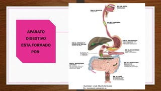APARATO
DIGESTIVO
ESTA FORMADO
POR:
 