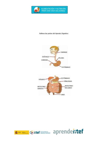 Aparato digestivo fernando