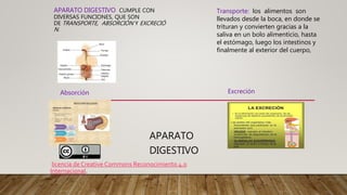 APARATO DIGESTIVO CUMPLE CON
DIVERSAS FUNCIONES, QUE SON
DE TRANSPORTE, ABSORCIÓN Y EXCRECIÓ
N.
APARATO
DIGESTIVO
Transporte: los alimentos son
llevados desde la boca, en donde se
trituran y convierten gracias a la
saliva en un bolo alimenticio, hasta
el estómago, luego los intestinos y
finalmente al exterior del cuerpo,
Absorción Excreción
licencia de Creative Commons Reconocimiento 4.0
Internacional.
 