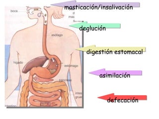 deglución digestión estomacal asimilación masticación/insalivación defecación 