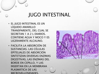 JUGO INTESTINAL 
• EL JUGO INTESTINAL ES UN 
LÍQUIDO AMARILLO 
TRANSPARENTE, DEL CUAL SE 
SECRETAN 1 A 2 L DIARIOS. 
CONTIENE AGUA Y MOCO Y ES 
LIGERAMENTE ALCALINO. 
• FACILITA LA ABSORCIÓN DE 
SUSTANCIAS. LAS CÉLULAS 
EPITELIALES DE ABSORCIÓN 
SINTETIZAN DIVERSAS ENZIMAS 
DIGESTIVAS, LAS ENZIMAS DEL 
BORDE EN CEPILLO, Y LAS 
INSERTAN EN LA MEMBRANA 
PLASMÁTICA DE LAS 
MICROVELLOSIDADES. 
 