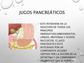 JUGOS PANCREÁTICOS 
• ESTE INTERVIENE EN LA 
DIGESTIÓN DE TODOS LOS 
PRINCIPIOS 
INMEDIATOS(CARBOHIDRATOS, 
LÍPIDOS, PROTEÍNAS Y ÁCIDOS 
NUCLEICOS). EL JUGO 
PANCREÁTICO ESTÁ 
INTEGRADO POR UN 
COMPONENTE ACUOSO 
VERTIDO POR LA ACCIÓN DE LA 
SECRETINA Y UN COMPONENTE 
ENZIMÁTICO QUE ES VERTIDO 
 