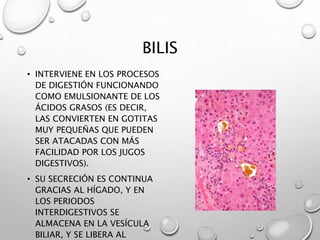 BILIS 
• INTERVIENE EN LOS PROCESOS 
DE DIGESTIÓN FUNCIONANDO 
COMO EMULSIONANTE DE LOS 
ÁCIDOS GRASOS (ES DECIR, 
LAS CONVIERTEN EN GOTITAS 
MUY PEQUEÑAS QUE PUEDEN 
SER ATACADAS CON MÁS 
FACILIDAD POR LOS JUGOS 
DIGESTIVOS). 
• SU SECRECIÓN ES CONTINUA 
GRACIAS AL HÍGADO, Y EN 
LOS PERIODOS 
INTERDIGESTIVOS SE 
ALMACENA EN LA VESÍCULA 
BILIAR, Y SE LIBERA AL 
 