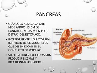 PÁNCREAS 
• GLÁNDULA ALARGADA QUE 
MIDE APROX. 15 CM DE 
LONGITUD, SITUADA UN POCO 
DETRÁS DEL ESTÓMAGO. 
• INTERIORMENTE, LO RECORREN 
INFINIDAD DE CONDUCTILLOS 
QUE DESEMBOCAN EN EL 
CONDUCTO DE WIRSUNG. 
• SUS FUNCIONES EXOCRINAS SON 
PRODUCIR ENZIMAS Y 
BICARBONATO DE SODIO. 
 