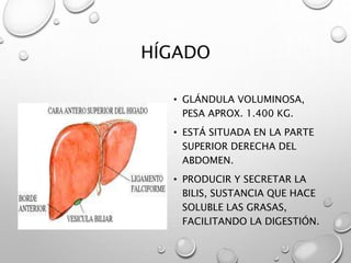 HÍGADO 
• GLÁNDULA VOLUMINOSA, 
PESA APROX. 1.400 KG. 
• ESTÁ SITUADA EN LA PARTE 
SUPERIOR DERECHA DEL 
ABDOMEN. 
• PRODUCIR Y SECRETAR LA 
BILIS, SUSTANCIA QUE HACE 
SOLUBLE LAS GRASAS, 
FACILITANDO LA DIGESTIÓN. 
 