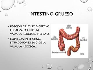 INTESTINO GRUESO 
• PORCIÓN DEL TUBO DIGESTIVO 
LOCALIZADA ENTRE LA 
VÁLVULA ILEOCECAL Y EL ANO. 
• COMIENZA EN EL CIEGO, 
SITUADO POR DEBAJO DE LA 
VÁLVULA ILEOCECAL. 
 