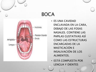 BOCA 
• ES UNA CAVIDAD 
ENCLAVADA EN LA CARA, 
DEBAJO DE LAS FOSAS 
NASALES. CONTIENE LAS 
PAPILAS GUSTATIVAS ASÍ 
COMO LAS ESTRUCTURAS 
ENCARGADAS DE LA 
MASTICACIÓN E 
INSALIVACIÓN DE LOS 
ALIMENTOS. 
• ESTÁ COMPUESTA POR 
LENGUA Y DIENTES 
 