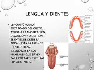 LENGUA Y DIENTES 
• LENGUA: ÓRGANO 
ENCARGADO DEL GUSTO. 
AYUDA A LA MASTICACIÓN, 
DEGLUCIÓN Y DIGESTIÓN. 
SE EXTIENDE DESDE LA 
BOCA HASTA LA FARINGE. 
DIENTES: PIEZAS 
INSERTADAS EN LOS 
MAXILARES QUE SIRVEN 
PARA CORTAR Y TRITURAR 
LOS ALIMENTOS. 
 