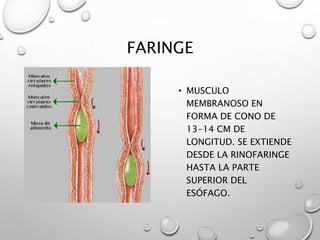 FARINGE 
• MUSCULO 
MEMBRANOSO EN 
FORMA DE CONO DE 
13-14 CM DE 
LONGITUD. SE EXTIENDE 
DESDE LA RINOFARINGE 
HASTA LA PARTE 
SUPERIOR DEL 
ESÓFAGO. 
 