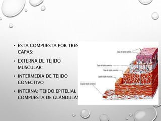 • ESTA COMPUESTA POR TRES 
CAPAS: 
• EXTERNA DE TEJIDO 
MUSCULAR 
• INTERMEDIA DE TEJIDO 
CONECTIVO 
• INTERNA: TEJIDO EPITELIAL 
COMPUESTA DE GLÁNDULAS 
 