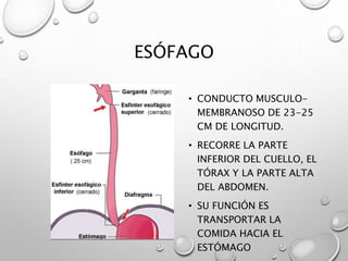 ESÓFAGO 
• CONDUCTO MUSCULO-MEMBRANOSO 
DE 23-25 
CM DE LONGITUD. 
• RECORRE LA PARTE 
INFERIOR DEL CUELLO, EL 
TÓRAX Y LA PARTE ALTA 
DEL ABDOMEN. 
• SU FUNCIÓN ES 
TRANSPORTAR LA 
COMIDA HACIA EL 
ESTÓMAGO 
 