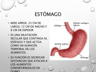 ESTÓMAGO 
• MIDE APROX. 25 CM DE 
LARGO, 12 CM DE ANCHO Y 
8 CM DE ESPESOR 
• ES UNA DILATACIÓN 
SECULAR QUE CONTINÚA AL 
ESÓFAGO Y QUE ACTÚA 
COMO UN ALMACÉN 
TEMPORAL DE LOS 
ALIMENTOS. 
• SU FUNCIÓN ES SEGREGAR 
SUSTANCIAS QUE ATACAN A 
LOS ALIMENTOS 
CONVIRTIÉNDOLOS EN 
QUIMO. 
 