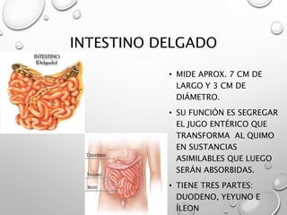 INTESTINO DELGADO 
• MIDE APROX. 7 CM DE 
LARGO Y 3 CM DE 
DIÁMETRO. 
• SU FUNCIÓN ES SEGREGAR 
EL JUGO ENTÉRICO QUE 
TRANSFORMA AL QUIMO 
EN SUSTANCIAS 
ASIMILABLES QUE LUEGO 
SERÁN ABSORBIDAS. 
• TIENE TRES PARTES: 
DUODENO, YEYUNO E 
ÍLEON 
 