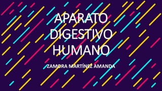 APARATO
DIGESTIVO
HUMANO
ZAMORA MARTÍNEZ AMANDA
 