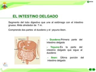 Inicio




   EL INTESTINO DELGADO
Segmento del tubo digestivo que une al estómago con el intestino
grueso. Mide alrededor de 7 m.
Comprende dos partes: el duodeno y el yeyuno-íleon.



                                 - Duodeno:Primera parte del
                                 intestino delgado
                                 - Yeyuno:Es la parte del
                                 intestino delgado que sigue al
                                 duodeno
                                  - Ileon: Última     porción   del
                                  intestino delgado
 
